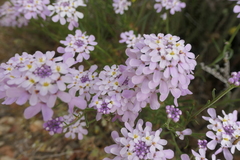 Iberis ciliata
