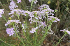 Iberis ciliata