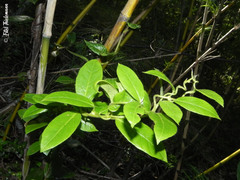 Elytropus chilensis