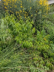 Prunus persica nucipersica