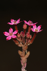 Pistorinia hispanica