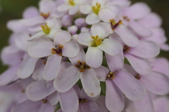 Iberis ciliata