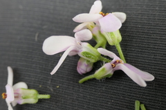 Iberis ciliata