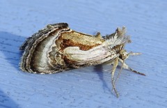 Chrysanympha formosa