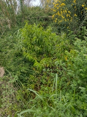 Prunus persica nucipersica