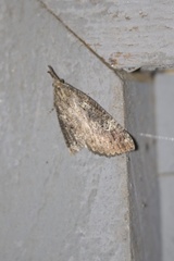 Hypena humuli