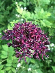 Allium atropurpureum