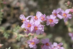 Frankenia thymifolia
