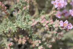 Frankenia thymifolia