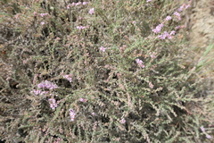 Frankenia thymifolia