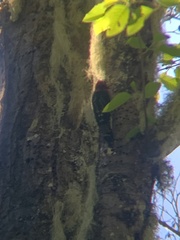 Sphyrapicus ruber