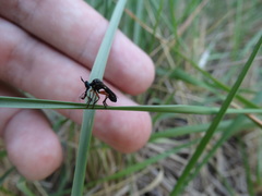 Dioctria claripennis
