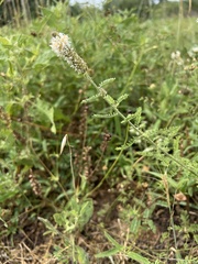 Dalea phleoides