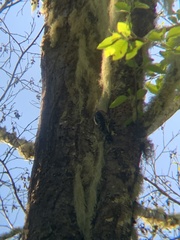 Sphyrapicus ruber