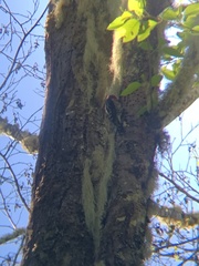 Sphyrapicus ruber