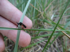 Dioctria claripennis