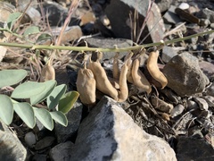 Astragalus cimae sufflatus