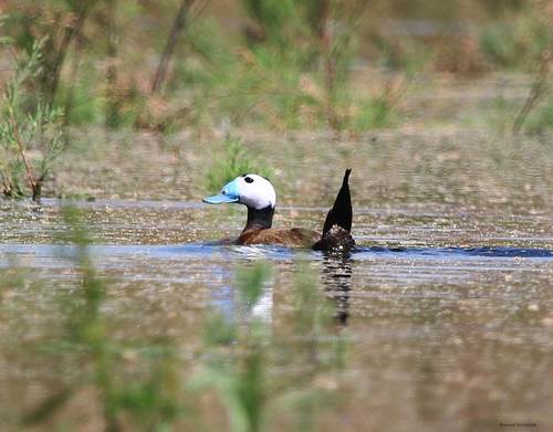 White-headed Duck