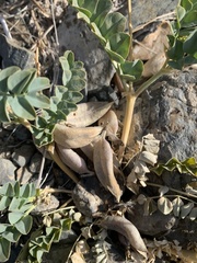 Astragalus cimae sufflatus