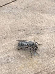 Atomosia melanopogon