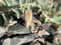 Astragalus cimae sufflatus