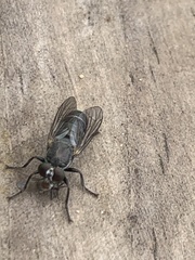 Atomosia melanopogon