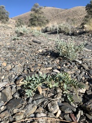 Astragalus cimae sufflatus
