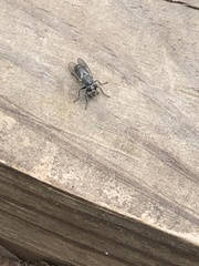 Atomosia melanopogon