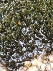 Najas guadalupensis
