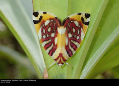 Sinna calospila
