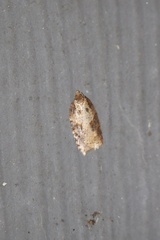 Acleris maccana