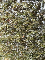 Najas guadalupensis