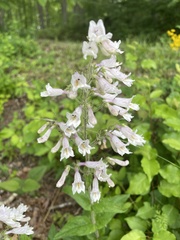 Penstemon brevisepalus