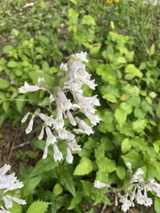 Penstemon brevisepalus