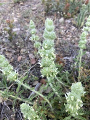 Sideritis endressii provincialis