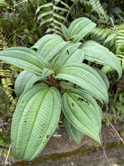 Miconia sintenisii