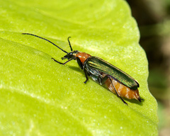 Anogcodes seladonius