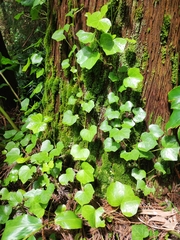Hedera azorica