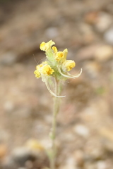 Linaria oblongifolia