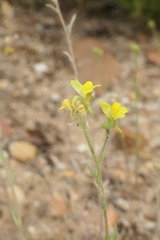 Linaria oblongifolia