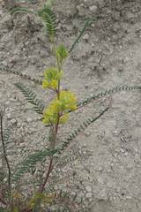 Astragalus alopecuroides