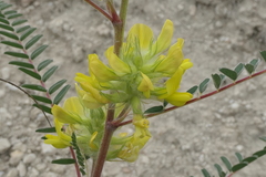 Astragalus alopecuroides
