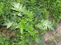 Cirsium oleraceum