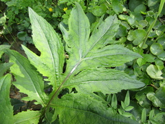 Cirsium oleraceum