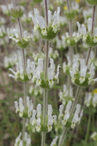 Image of Sideritis hirsuta by (c) Rafael Medina, some rights reserved (CC BY)
