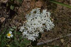 Arabis caucasica