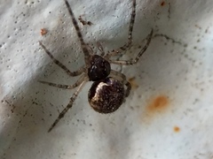 Dipoena melanogaster