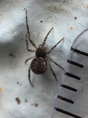 Dipoena melanogaster