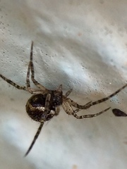 Dipoena melanogaster