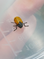 Lachnaia sexpunctata